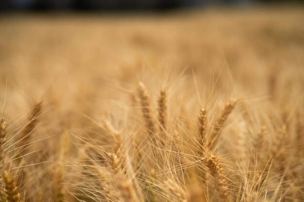 austrlian farming landscape of a wheat grain crop in a field in a farm growing in rows growing a crop in a of wheat seed heads mature ready to harvest