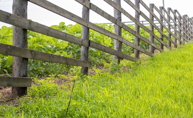 Photo authentic wooden fence in the village. handmade wooden fence made of boards. old fence, rural landscape. well-trodden path along the fence in the field.