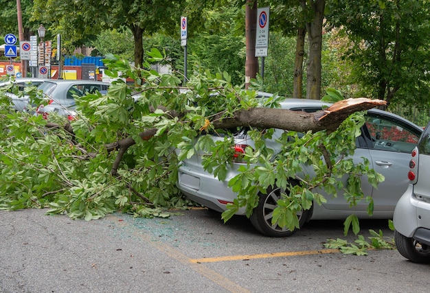 Foto auto geruïneerd door de val van een boomtak