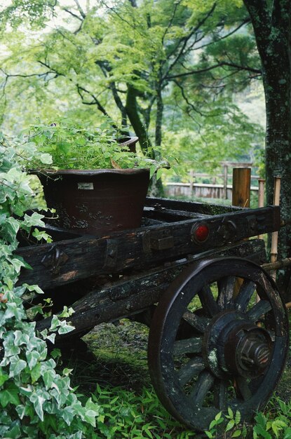 Foto auto op weg in het bos.