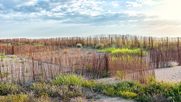 Autochtone planten omheind met riet voor herbebossing in natuurgebied