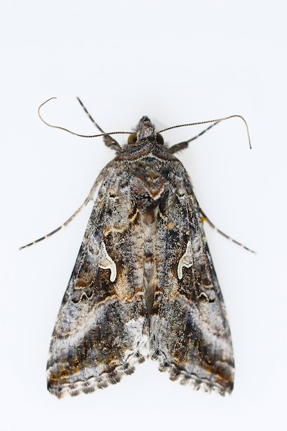 Autographa gamma - is a moth of the Noctuidae family. 