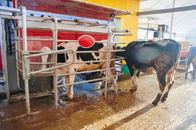 Automated cow farm Milking machine modern milk production technology at the factory