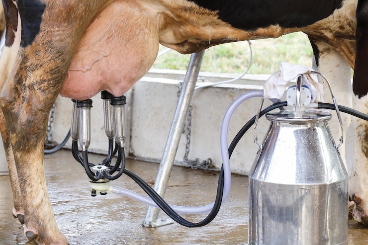 Photo automated milking cows machine in rustic farm