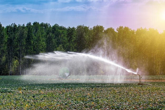 Automatic irrigation of an agricultural field