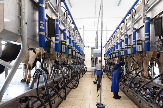 Automatic milking parlour modern cow farm