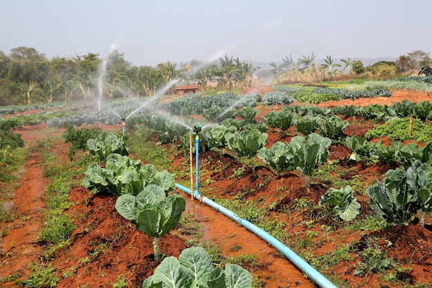 Automatic sprinklers irrigating rows of fresh green cabbage vegetable growing in farms