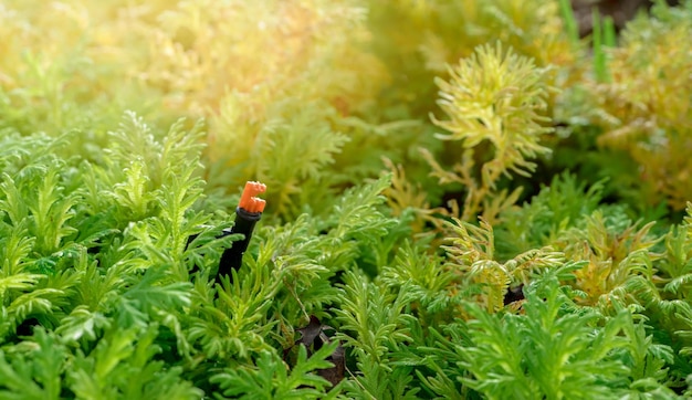 Automatische gazonsproeier voor het besproeien van groene planten sproeier met automatisch systeem tuinirrigatie