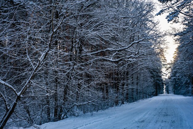나무 사이로 빛나는 태양과 눈으로 덮인 소나무 겨울 숲을 통과하는 자동차 도로.