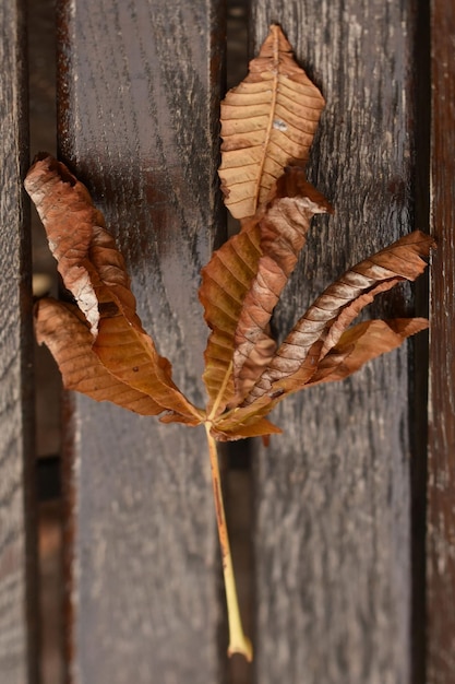 Autum leaf on the bench