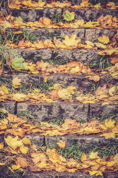 Autum leaves fallen on a stairway