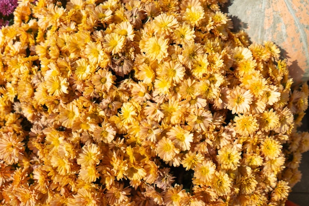 Photo autum mums chrysanthemums closeup in sunny day