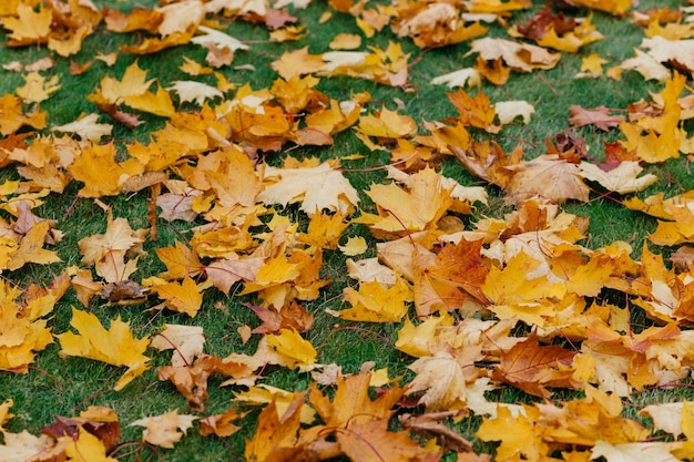 Autuman background Golden fallen leaves lie on green lawn Foliage carpet Close up High quality resolution Sunny day