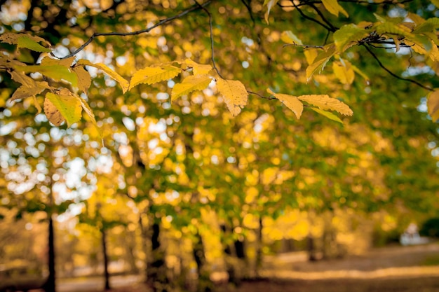 Autumm leave and blurred nature background Colorful foliage in the park Falling leaves natural background Autumn season concept