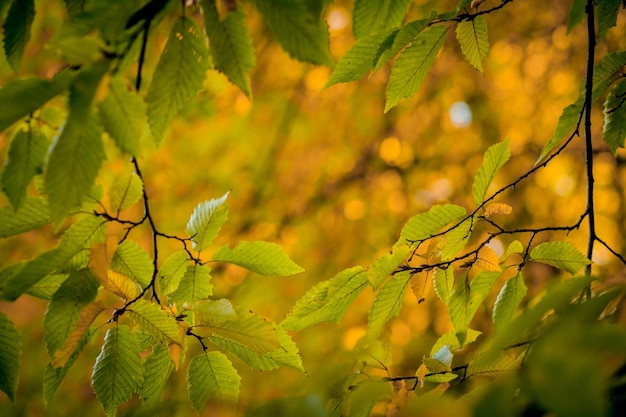 가을 휴가 및 흐린 자연 배경 공원에서 다채로운 단풍 떨어지는 자연 배경 가을 시즌 개념