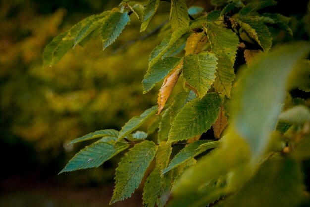 Autumm 휴가 및 자연 흐리게. 공원에서 화려한 단풍입니다. 떨어지는 나뭇잎 자연. 가을 시즌