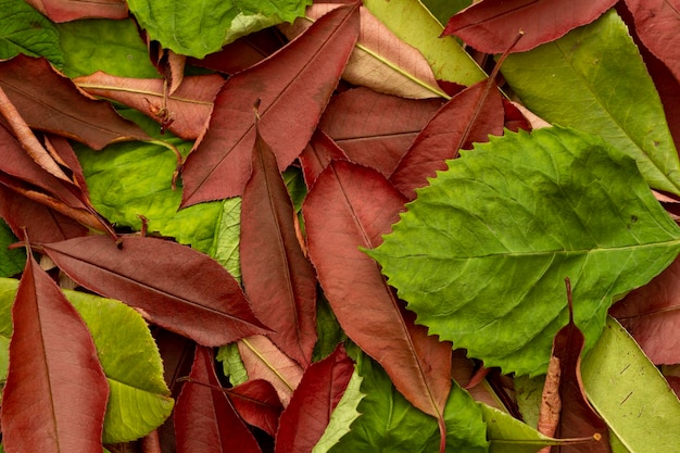 Foto sfondo di foglie d'autunno