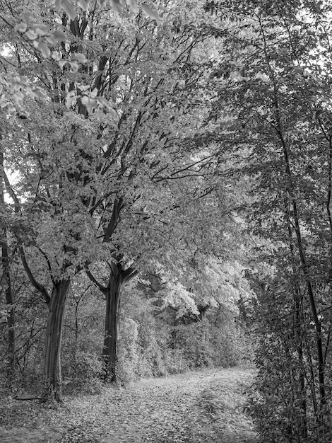 Photo autumm at the river