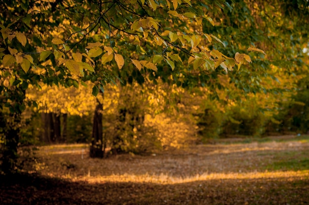 Autumm verlaten en wazig karakter. Kleurrijk gebladerte in het park. Vallende bladeren natuurlijk. Herfstseizoen