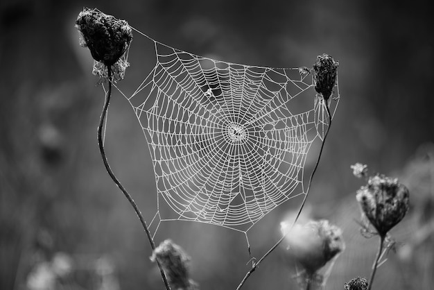 Autumn abstract background with dry plant at sunrise with web, black and white image