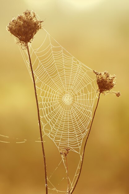 Autumn abstract background with dry plant at sunrise with web, vintage retro image