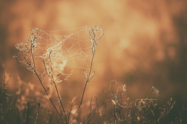 Autumn abstract background with dry plant at sunrise with web vintage retro image