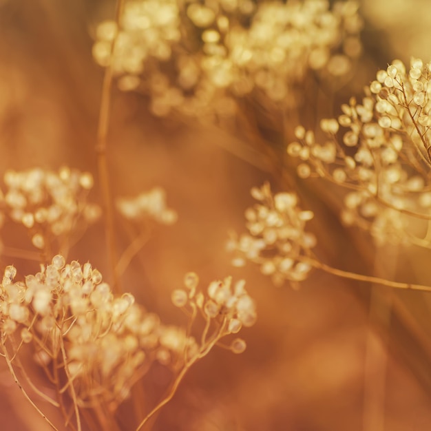 Autumn abstract background with meadow plant at sunset vintage retro image