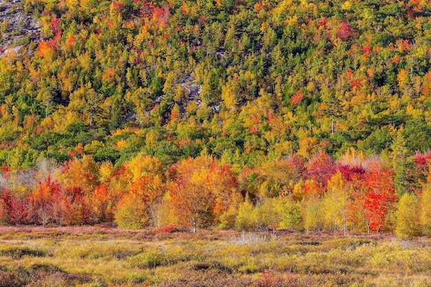 Photo autumn in acadia national park maine usa