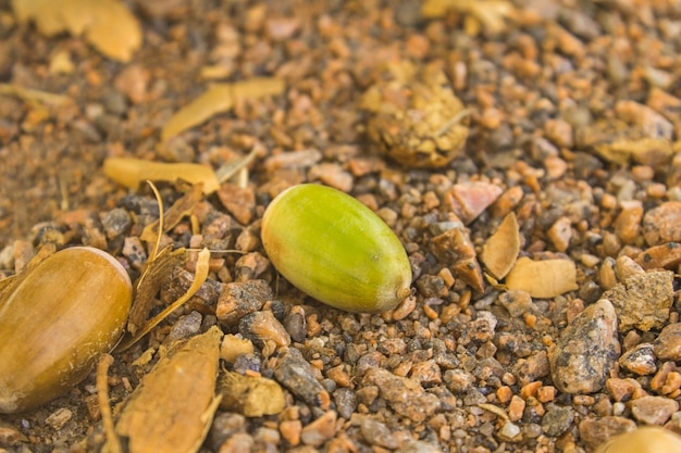 Autumn acorns lying on the ground close-up in the autumn forest.