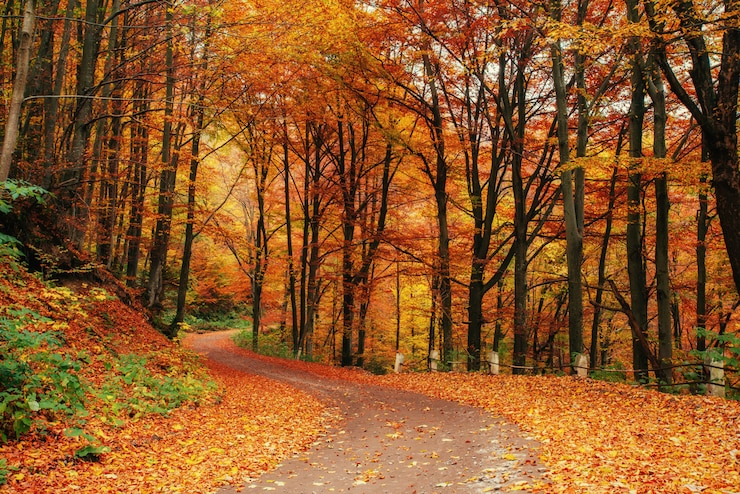 Photo 가을 골목. 아름다움의 세계. carpathians.
