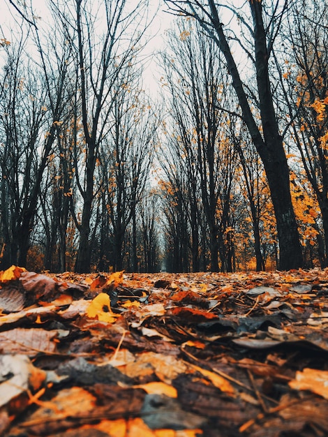 床に黄色い葉を持つ公園の秋の路地