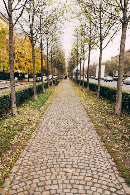 Autumn alley with granite paving stones and trees. High quality photo