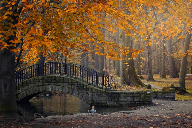 Photo autumn alley with trees and benches in the park