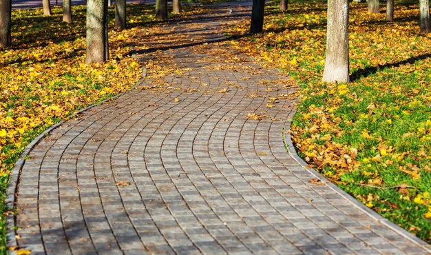 Autumn alley