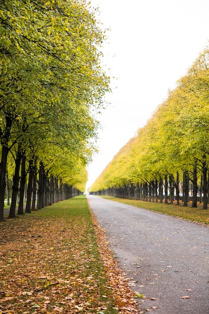 Autumn alley