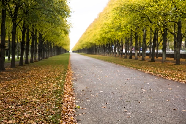 Autumn alley