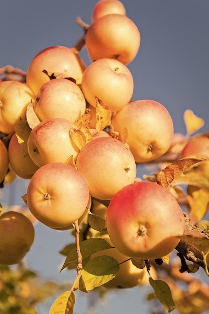 Autumn apples harvesting season Rich harvest concept Apples yellow ripe fruits on branch sky background Apples harvesting fall season Gardening and harvesting Organic apple crops farm or garden