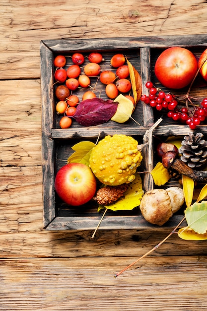 Autumn apples and pumpkins