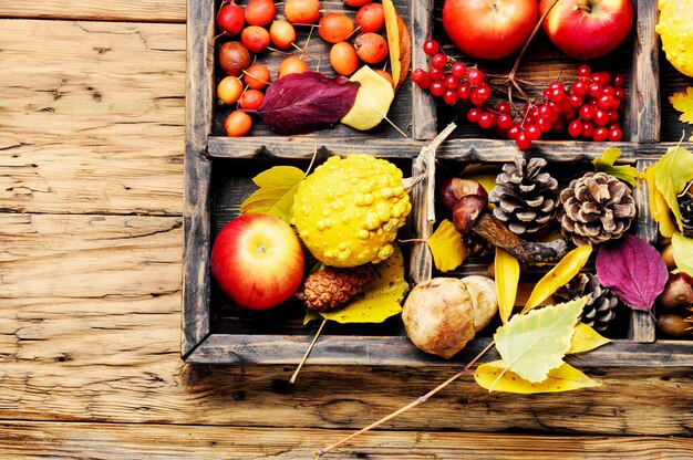 Autumn apples and pumpkins