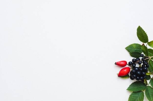 Autumn arrangement Red and black fall berries and green leaves on white background Copy space