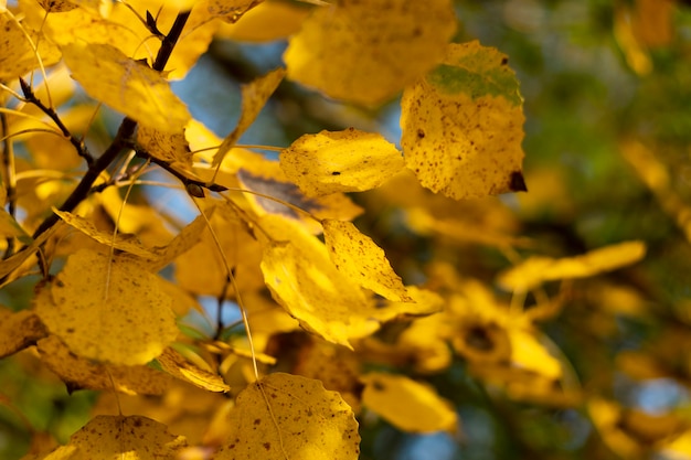 Autumn aspen leaves on a tree