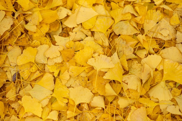 Photo autumn. autumn background. fallen yellow leaves top view. close-up.