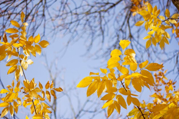 写真 黄色の灰の葉と青い空と秋の背景とフレーム