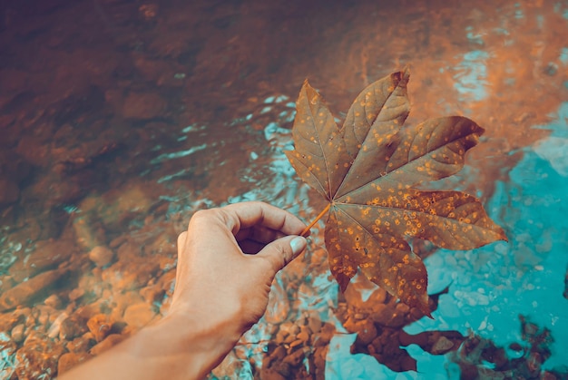 Photo autumn background. autumn grass and flowers.