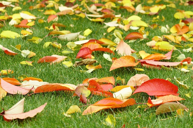 Autumn background background of autumn multicolored leaves