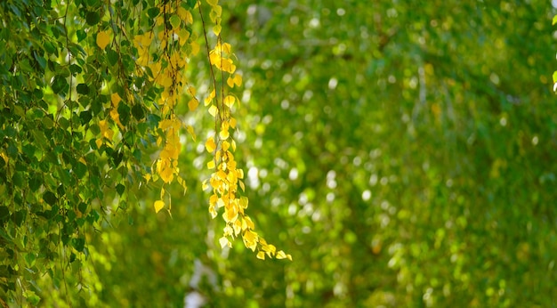 Осенний фон Красивая береза над размытыми разноцветными листьями абстрактный фон солнечные блики