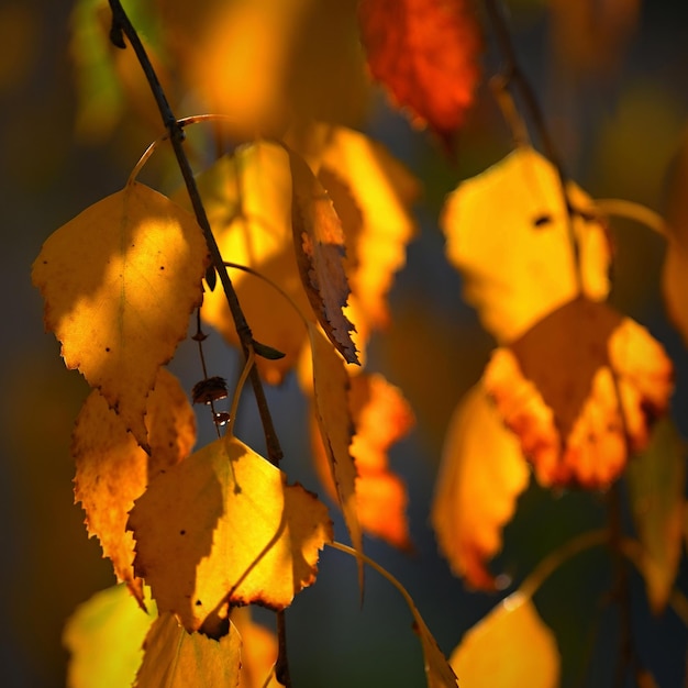 Autumn background Beautiful colorful leaves from a tree Fall time in the nature