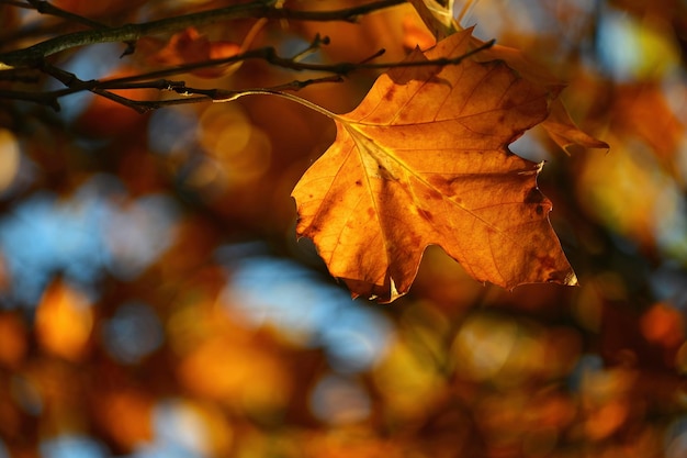 Autumn background Beautiful colorful leaves from a tree Fall time in the nature