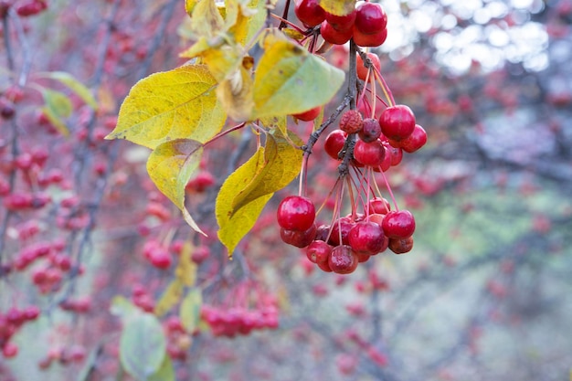 Autumn background of bright red wild apples and apple tree branches