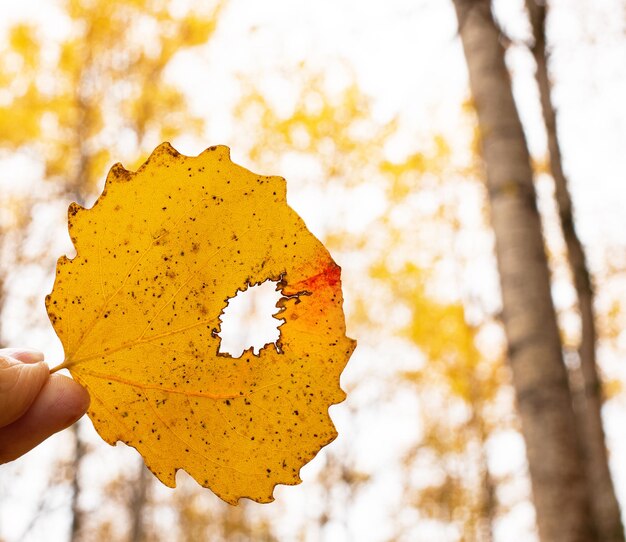 Foto sfondo autunnale foglia autunnale giallo brillante con fori e danni sullo sfondo della foresta spazio libero primo piano orizzontale concetto delle stagioni